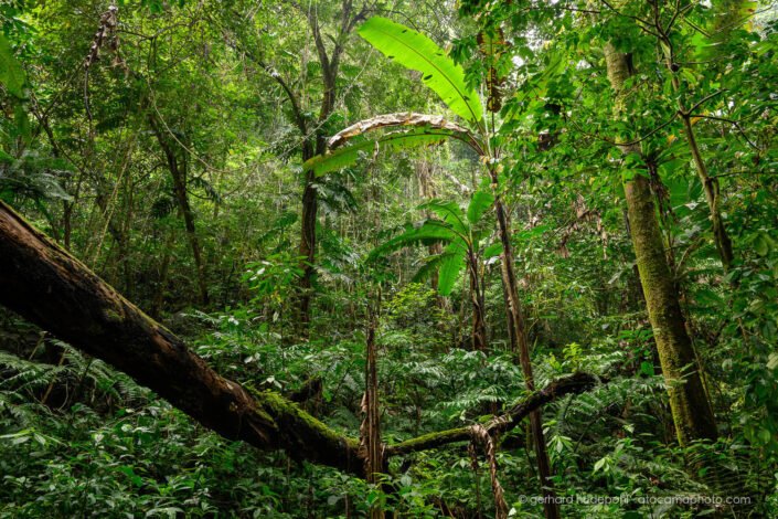 Rainforest at Khau Ca, northern Vietnam