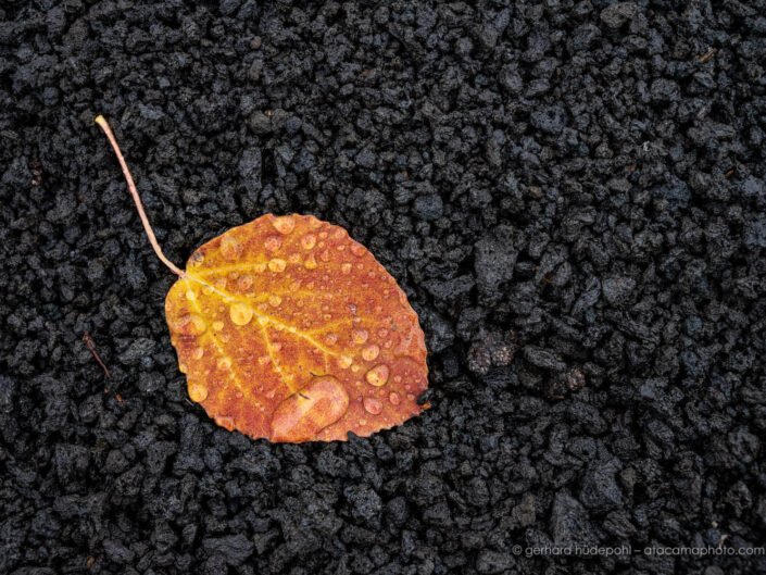 Orange autumn leave on black volcanic ash in the Tolbachik volcanic region of Kamchatka