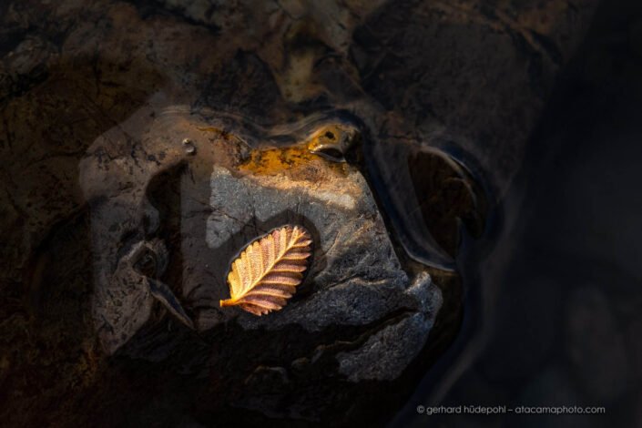 Golden Nothofagus leaf on a rock at the shore of Lago Blanco, Tierra del Fuego