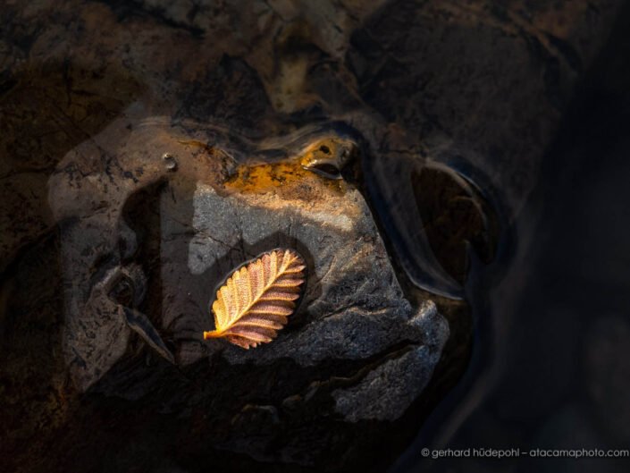Golden Nothofagus leaf on a rock at the shore of Lago Blanco, Tierra del Fuego