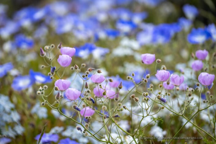 Atacama desert in full bloom, Malvilla fowers and blue Nolana