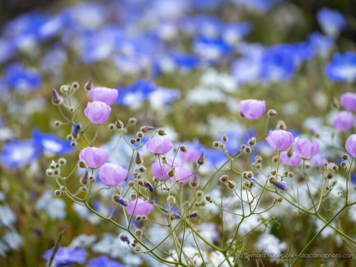 Atacama desert in full bloom, Malvilla fowers and blue Nolana