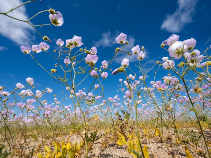 Atacama Desert in Bloom