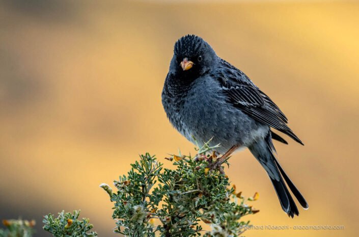 Mourning Sierra-Finch (Rhopospina fruticeti), locally known as Yal, Patagonia Chile
