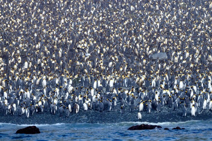 Dense population of king penguins at the coast of Macquarie Island