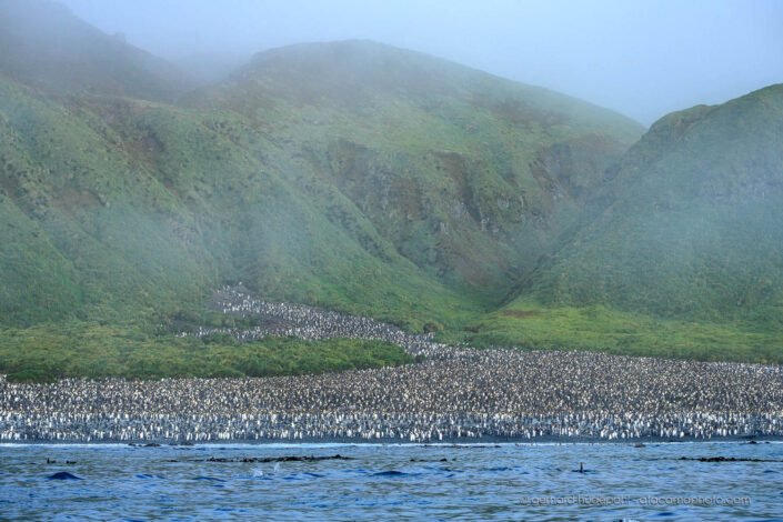 Thousands of king penguins populate the coast of Macquarie Island
