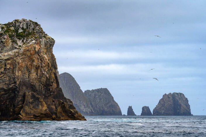 Albatross soaring at the rock cliffs of the Snares Islands