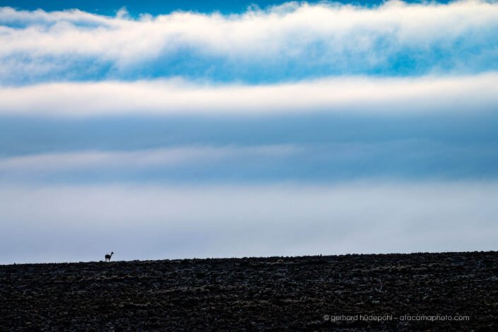 Lonely Vicuña in the vast plains of the Altiplano in Chile
