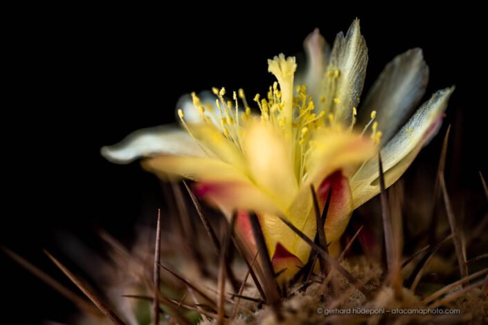 Yellow flower of Copiapoa cactus, Atacama desert Chile