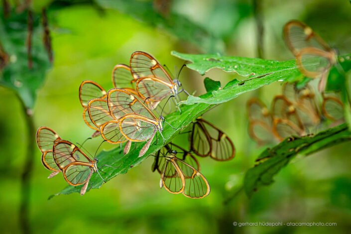 Unusual mass appearance of glass wing butterflies at Amboro National Park, Bolivia