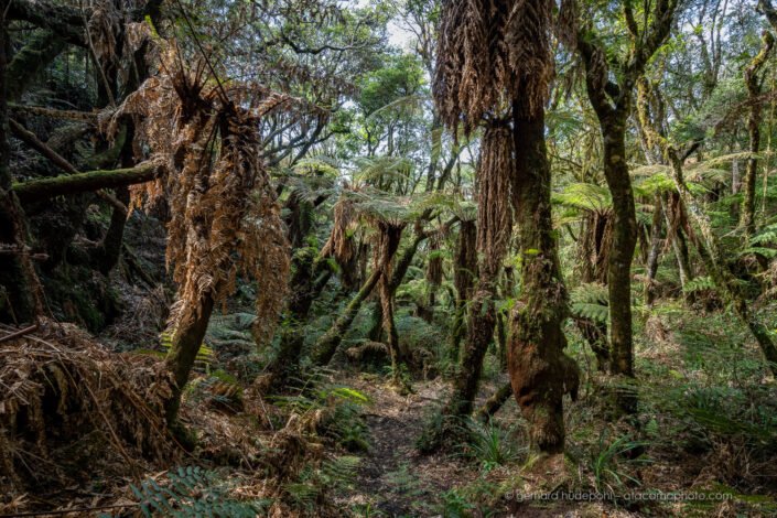 Forest of giant tree ferns (Cyathea incana) at Amboro national park, Bolivia