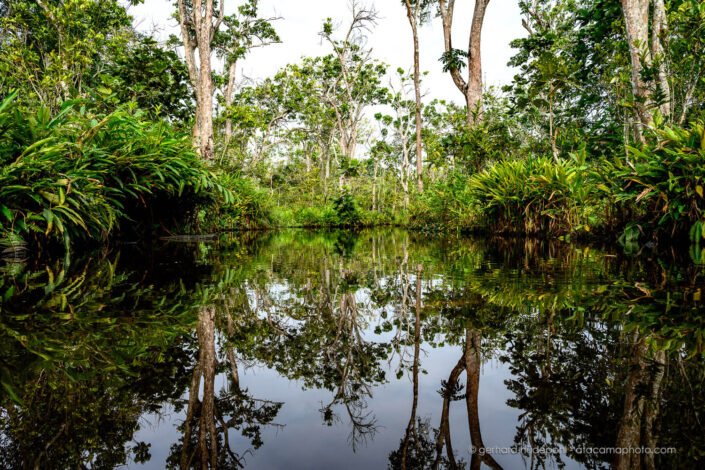 Swamp forest, Odzala-Kokoua National Park