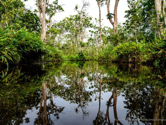 Swamp forest, Odzala-Kokoua National Park