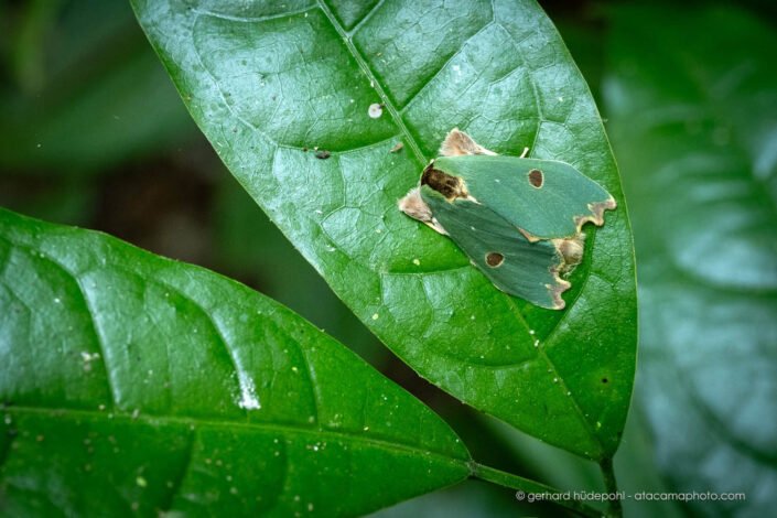 Bright green moth (Rosema deolis), rainforest of Peru