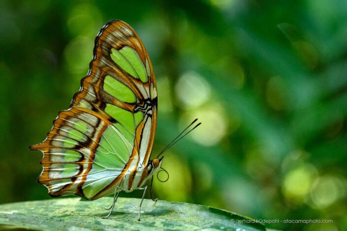 Malachite butterfly (Siproeta stelenes), Tambopata Peru