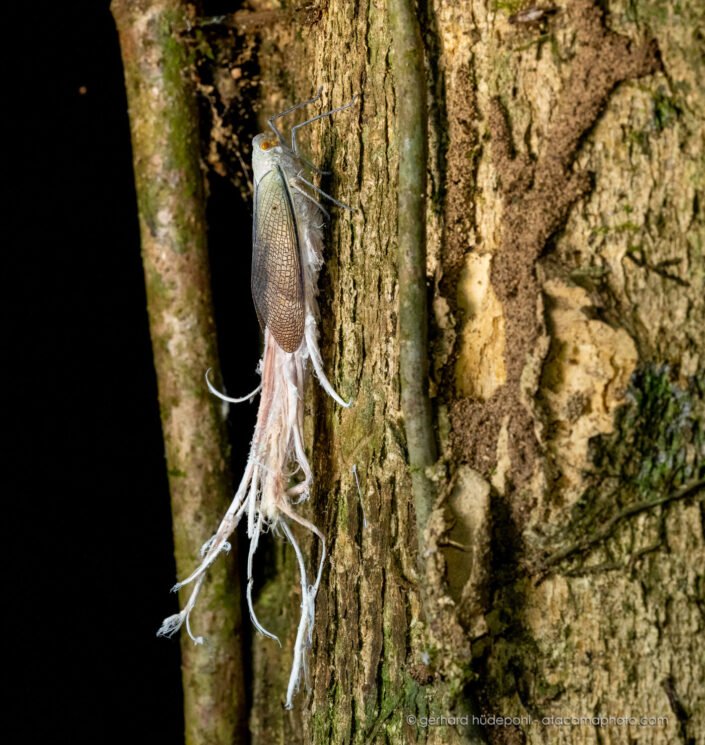Wax-tailed Planthopper (Pterodictya reticularis), Tambopata Reserve