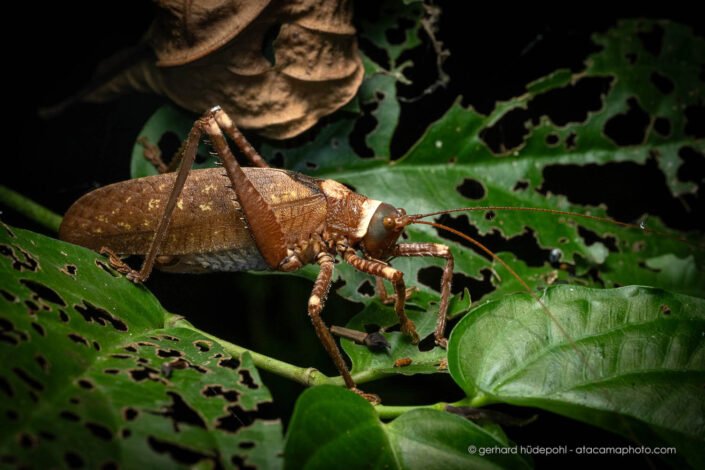 Katydid at the Tambopata Reserve, Peru