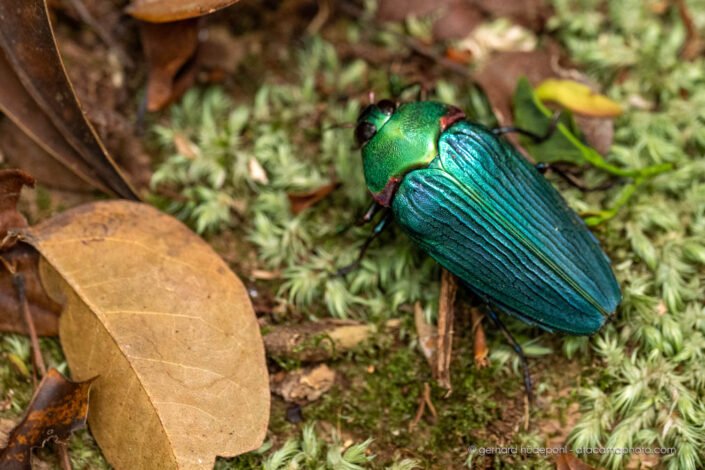 Jewel beetle (Colobogaster resplendens), Tambopata Reserve Peru