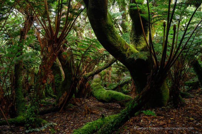 Forest of Dicksonia externa endemic tree ferns on Isla Alejandro Selkirk, Archipielago Juan Fernandez
