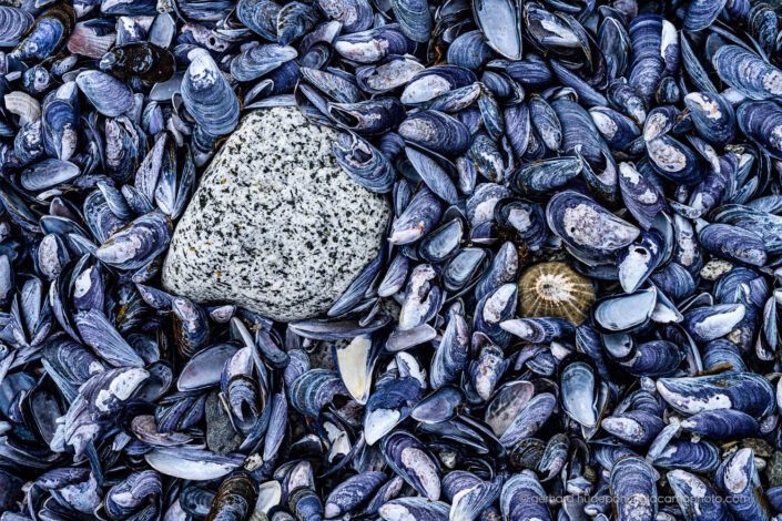 Large amounts of seashells cover the remote beaches of Tierra del Fuego