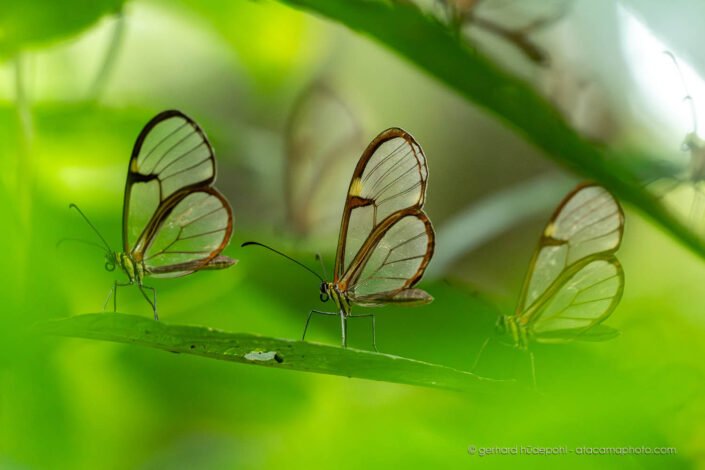 Glass wing butterflies at Amboro national park, Bolivia