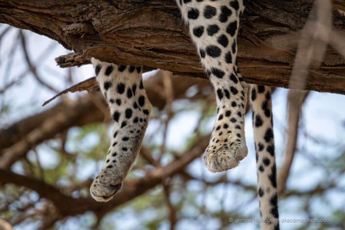 Unusual view of leopard, legs and tail dangling from tree branch, Kenya