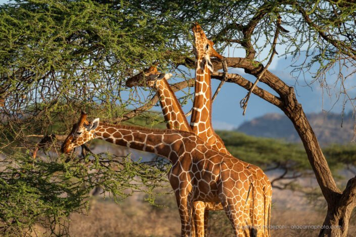 Giraffe with three heads? Seen at Samburu Reserve Kenya