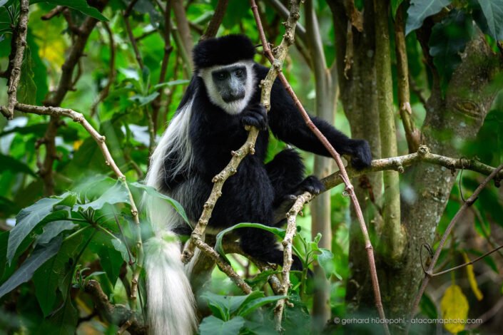 Mantled guereza (Colobus guereza) or black-and-white-colobus monkey, Kenya