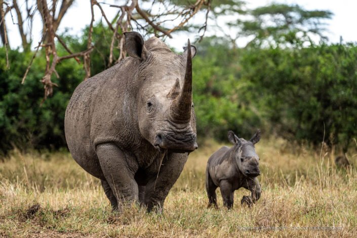 White rhinoceros with baby at Solio Game Reserve