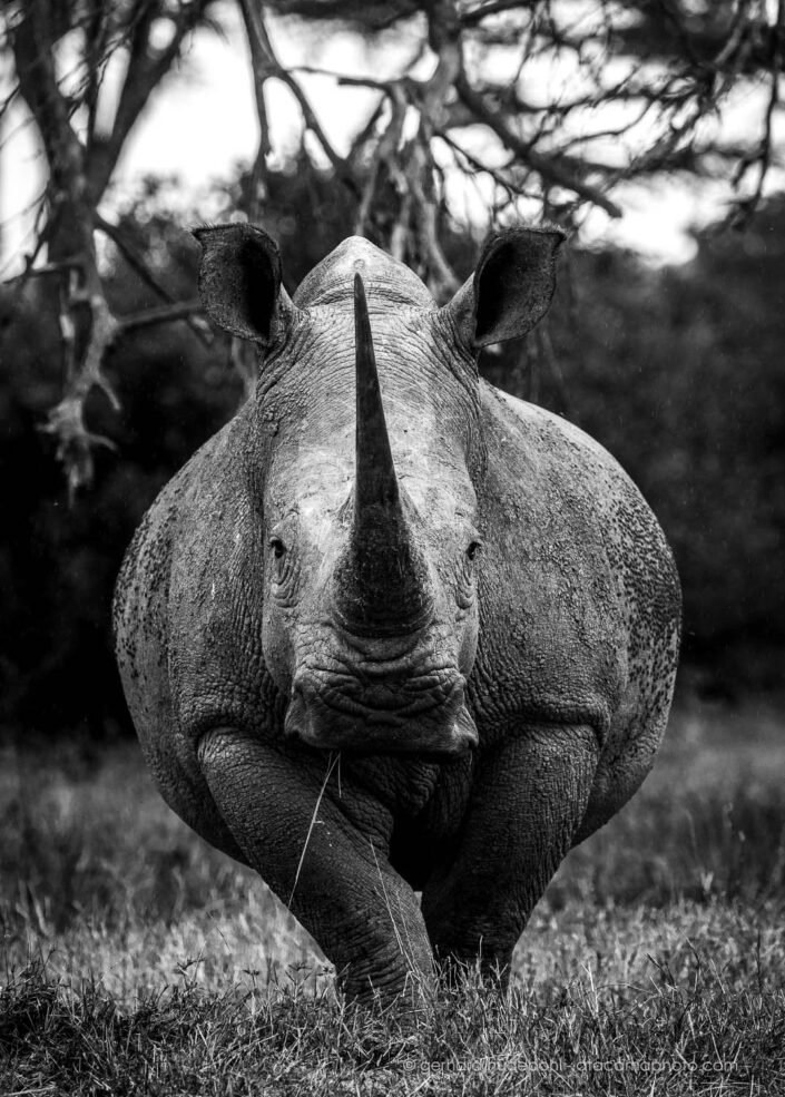 White rhino portrait, Solio Game Reserve