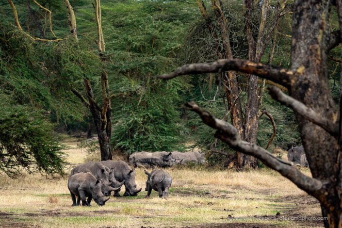 Group of white rhinos in a forest in Kenya