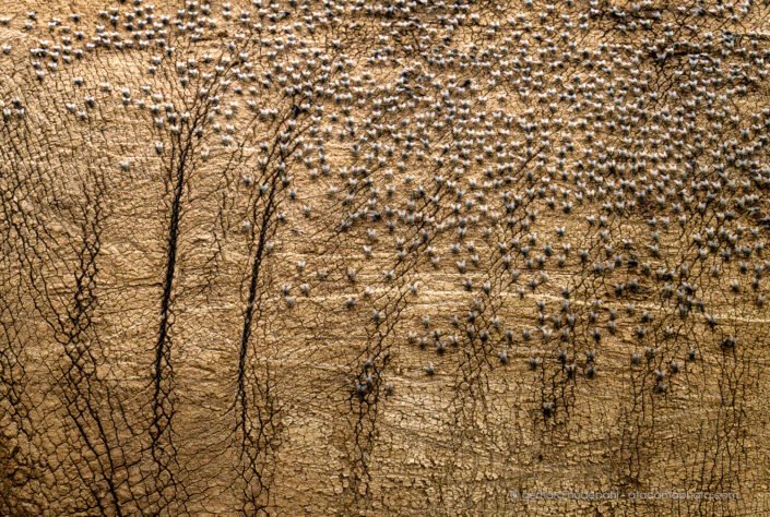 Fly covered flank of a white rhino at Solio Reserve, Kenya