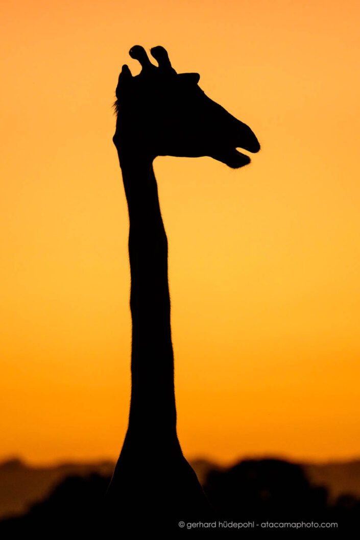 Early morning giraffe silhouette at Masai Mara