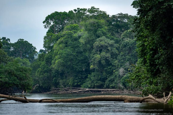 Mambili river with giant trees, Odzala-Kokoua National Park