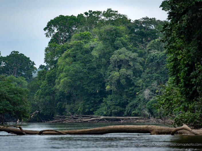 Mambili river with giant trees, Odzala-Kokoua National Park