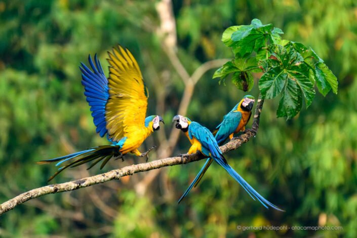 Blue-and-yellow Macaws having a fight, Tambopata Reserve