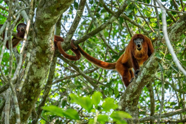 Bolivian red howler monkey and son in action at Tambopata Reserve, Peru