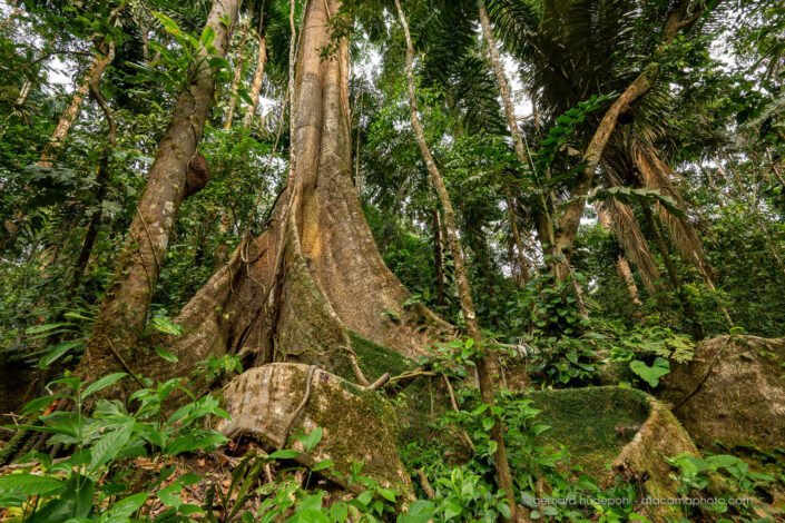 Giant fig tree at Tambopata rainforest, Peru
