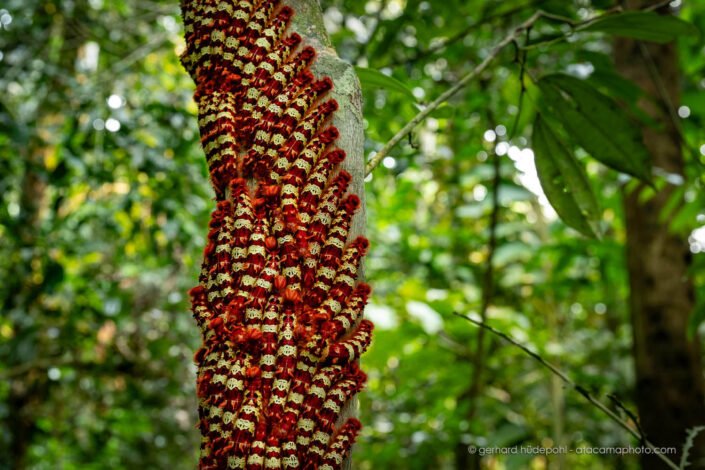 Large agglomeration or cluster of Morpho telemachus caterpillars on a tree, Tambopata Reserve