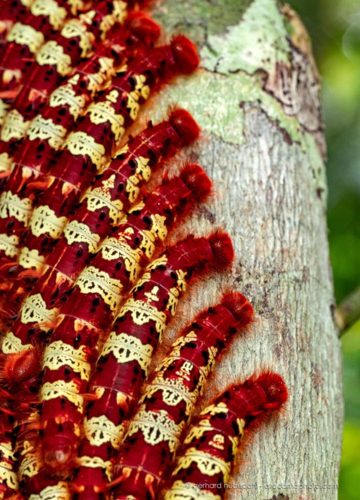 Cluster of Morpho caterpillars (Morpho telemachus) on a tree at Tambopata Reserve, Peru