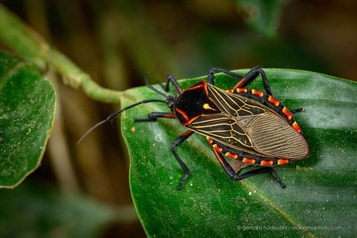 Pachylis pharaonis, a leaf-footed bug in the rainforest of Peru