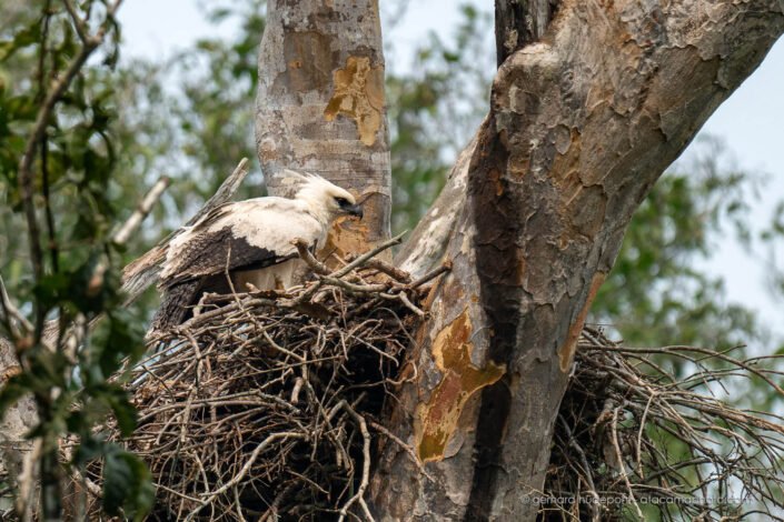 Juvenile Crested Eagle (Morphnus guianensis) on the nest, Tambopata Reserve Peru