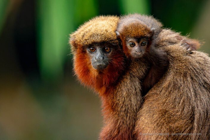 Toppin's titi monkey (Plecturocebus toppini) with baby, Tambopata Reserve