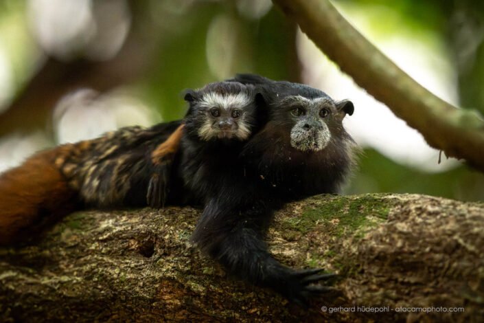 Weddell's Saddle-back Tamarin (Saguinus weddelli ssp. weddelli) with baby, Tambopata Reserve