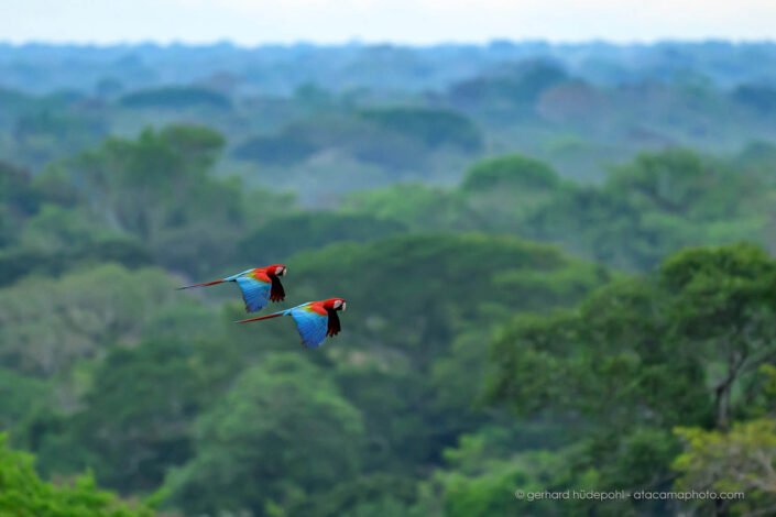 Scarlet Macaws in flight above the rainforest of Peru, Tambopata