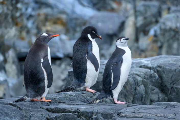 Three penguins species in one photo: Gentoo, Adelie and Chinstrap