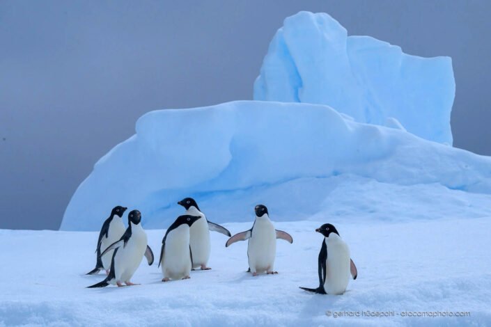 Adelie penguin group in front of blue ice, Antarctica