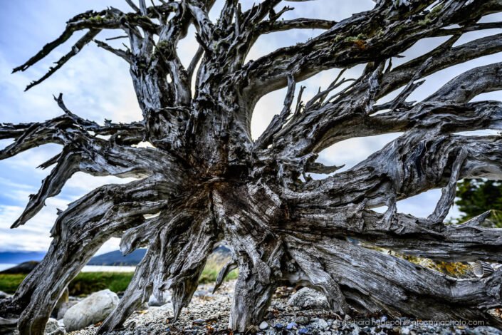 Root of dead tree, Patagonia