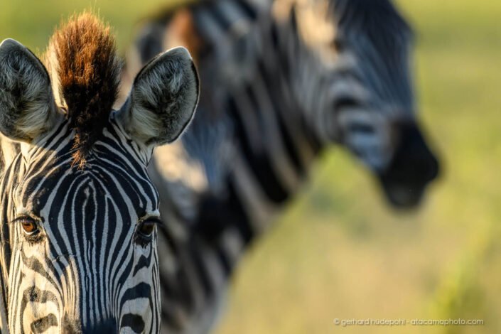 Zebra portrait, Okavango Delta