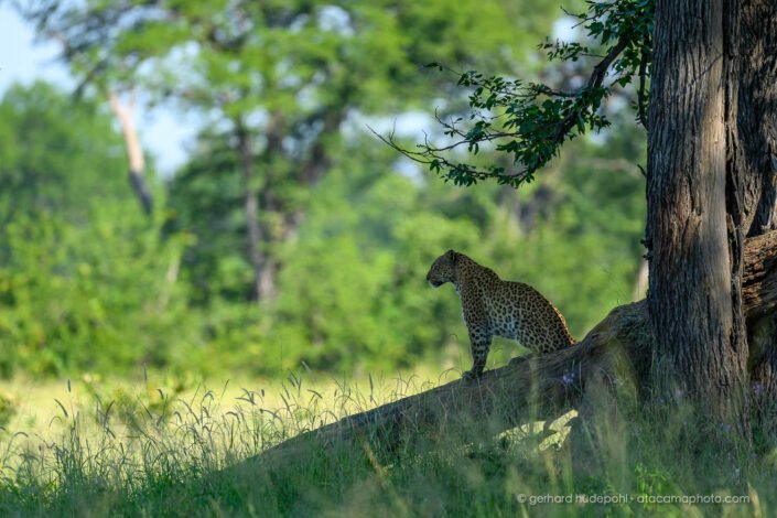Leopard silhouette under a tree at Okavango Delta